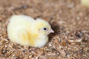 chicks of genetically improved chicken photo