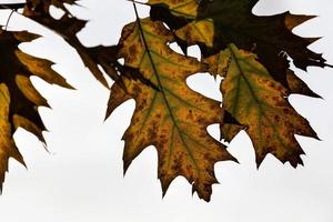 roble de color cambiante en la temporada de otoño foto