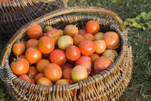 fresh harvest red tomatoes photo