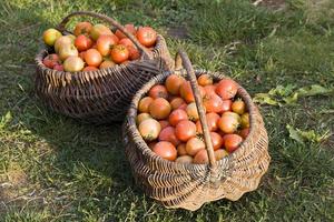 fresh harvest red tomatoes photo