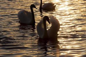white Swan group photo