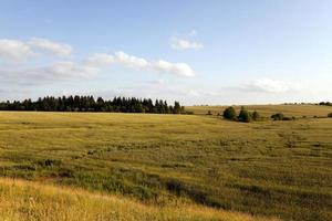 campo agrícola. cereales foto