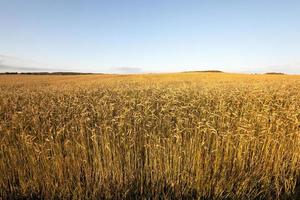 campo agrícola. cereales foto