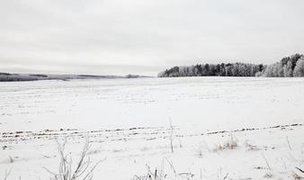 field After snowfall photo