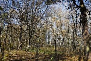 deciduous trees in the autumn season during leaf fall photo