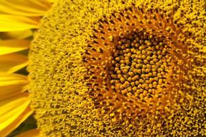 sunflowers blooming in the summer photo