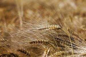 farming for growing rye and harvesting cereals photo