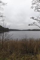 bare trees and dry grass photo