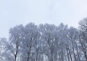 bosque de invierno, cimas foto