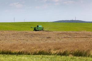 Harvesting rapeseed, field photo