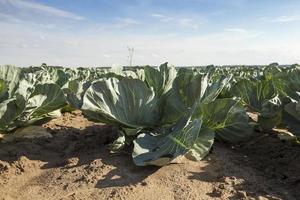 Field of cabbage, spring photo