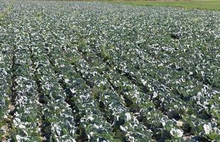 Field of cabbage, spring photo