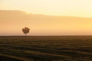 Tree in the fog photo