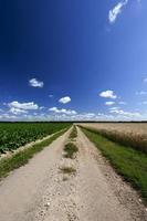 Countryside road, field photo