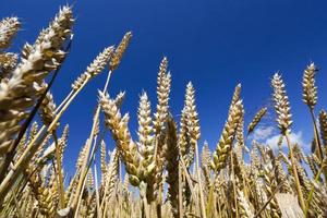 Wheat field, close up photo