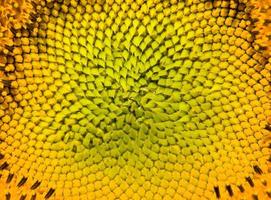 detalles brillantes de girasol foto