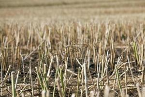 agricultural field with prickly straw photo