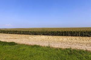 un campo agrícola donde se cosecha el maíz para alimentar foto