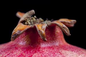 beautiful red pomegranate close up photo