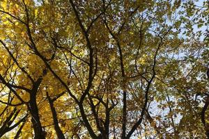 deciduous trees during leaf fall in autumn photo
