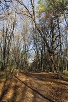 deciduous trees in the autumn season during leaf fall photo