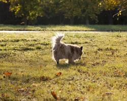 dog without an owner is dirty and homeless photo