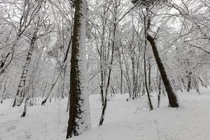 árboles que crecen en el parque cubierto de nieve y hielo foto