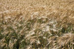 farming for growing rye and harvesting cereals photo