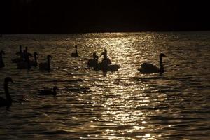 spring time on with a flock of swans photo