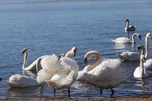 grupo de cisnes en primavera foto