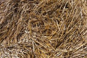 haystacks of rye straw photo