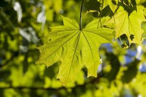 follaje de arce verde joven en primavera foto