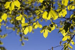 young green foliage on different types of trees photo