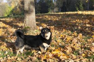 dog without an owner is dirty and homeless photo