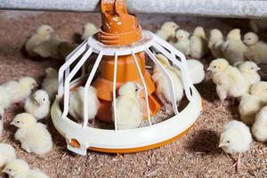 chicken chicks at a poultry farm photo