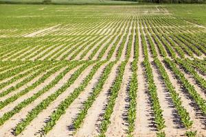 beets in the agricultural field photo