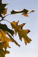 deciduous trees oak in the forest or in the Park photo