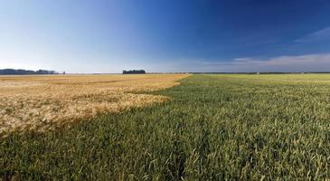 campo agrícola mixto con diferentes cereales foto