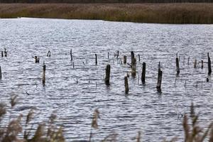 dry grass on the territory of the lake photo