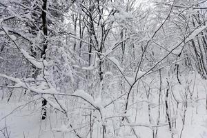 trees growing in the park covered with snow and ice photo