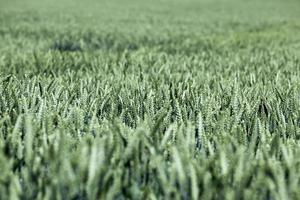 agricultural industrial field on which the grain harvest grows photo