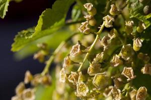 currant blooming with small flowers in summer photo