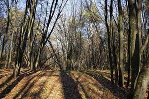 deciduous trees in the autumn season during leaf fall photo