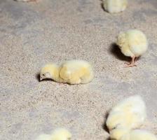 raising chickens in a poultry farm photo