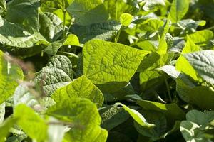 an agricultural field where beans are grown photo