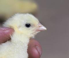 young broiler chickens photo