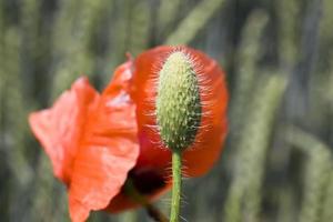 harvest of quality products and poppy weeds photo