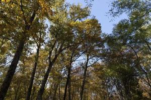 deciduous trees during leaf fall in autumn photo