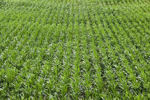 Field with corn photo