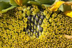 sunflowers blooming in the summer photo